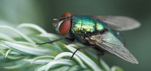 mosca familia Calliphoridae